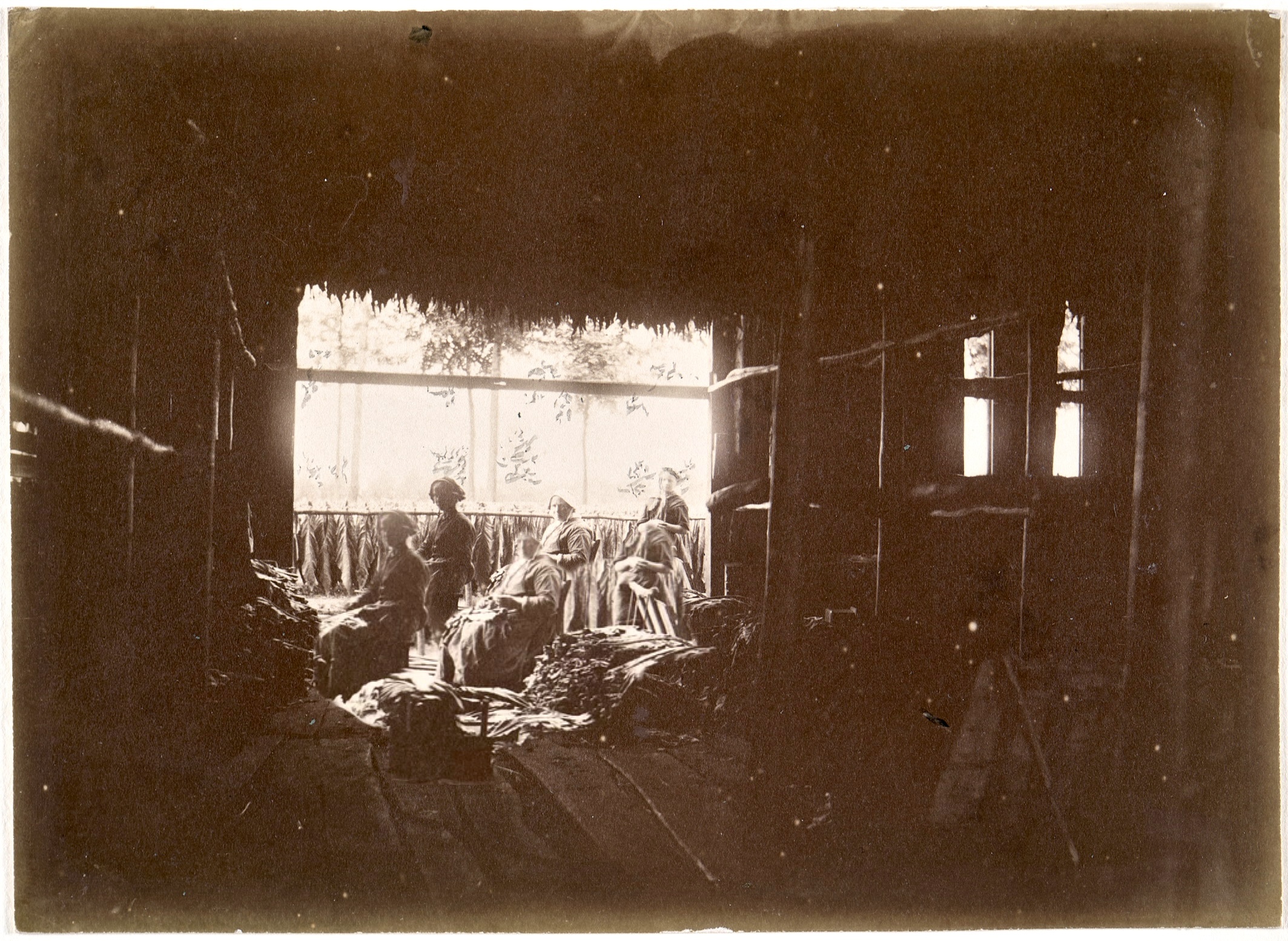 Werksters in tabaksschuur - afbeelding 1